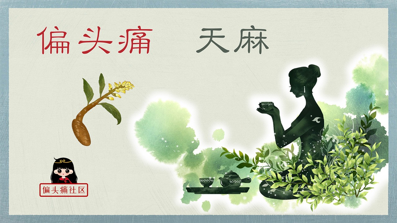 天麻与偏头痛