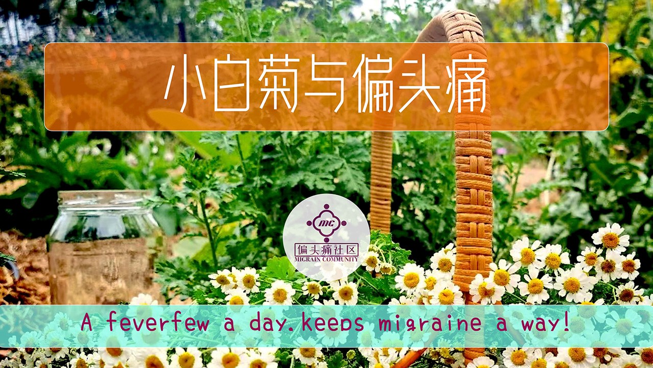 小白菊和偏头痛