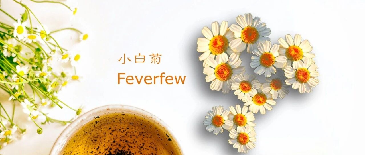 缓解偏头痛的小白菊,千万不要选错!