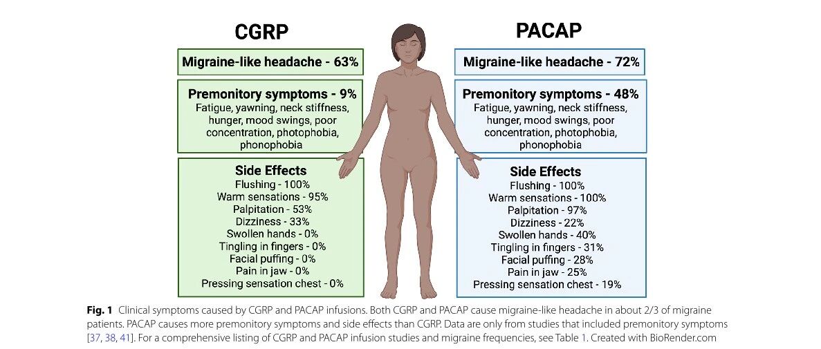 CGRP 和 PACAP 在偏头痛病理生理学中的共同和独立作用